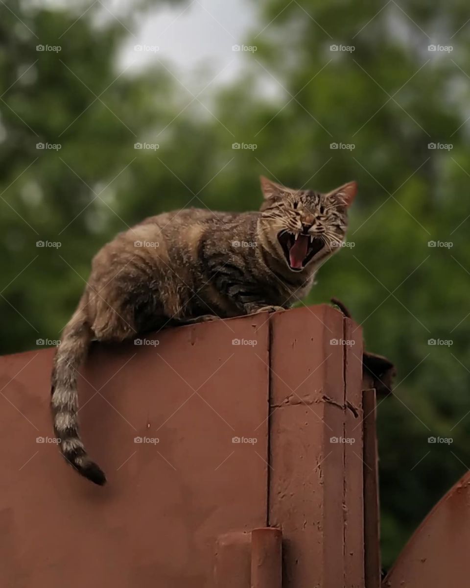 the cat sits on the fence and meows