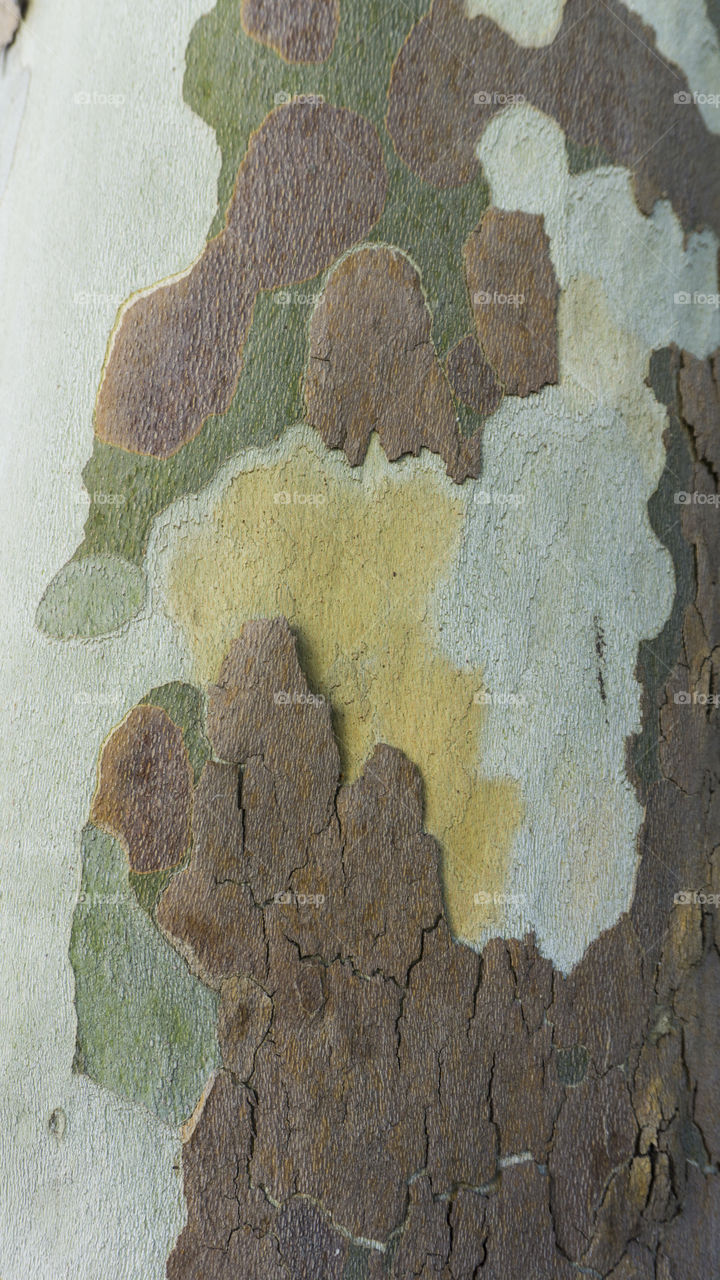 bark of tree