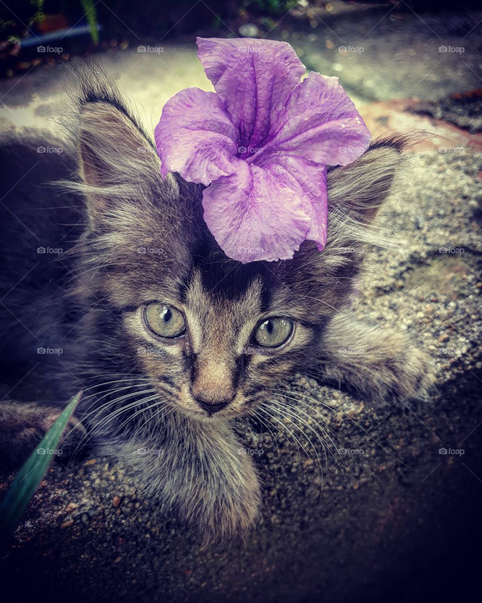 baby cat with purple flower