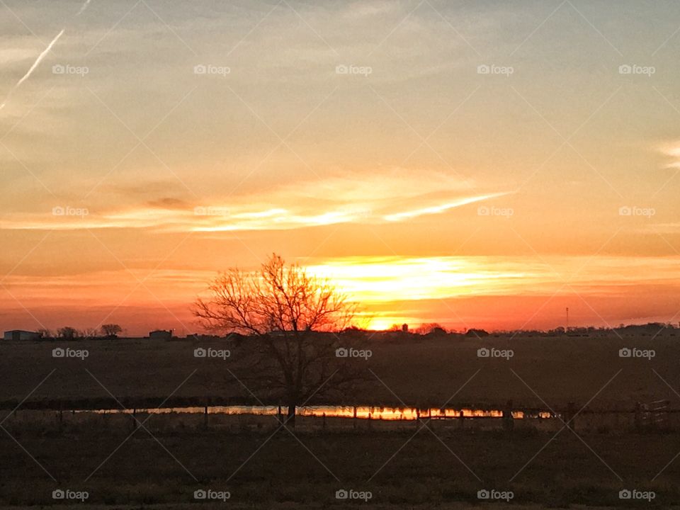 Silhouette of a tree 
