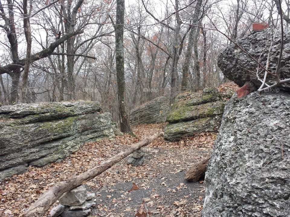 Bare trees in forest