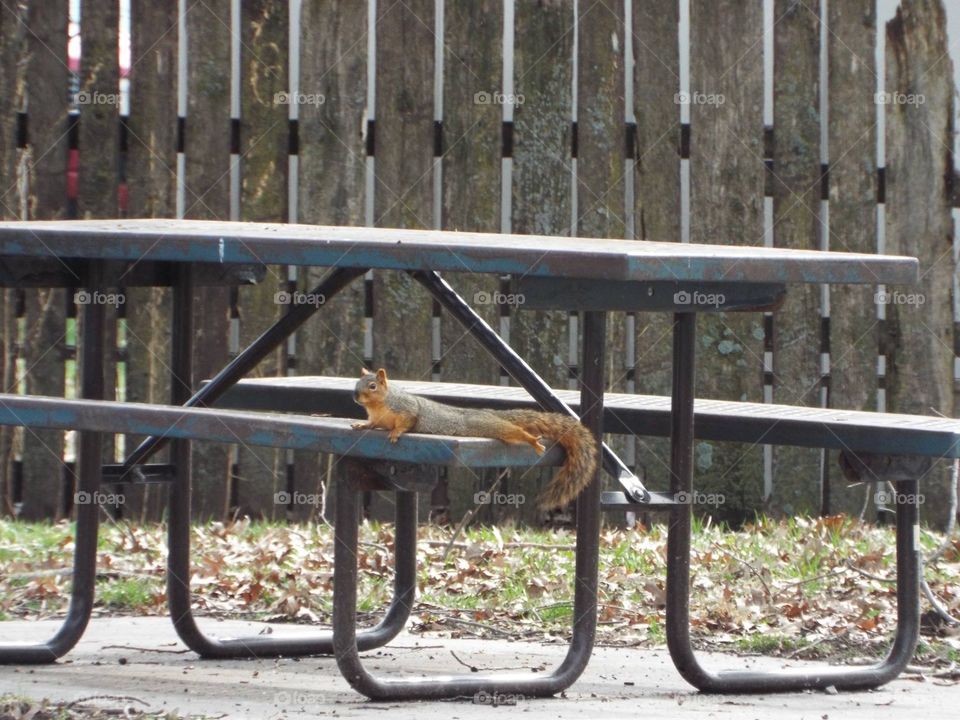 Squirrel on a bench
