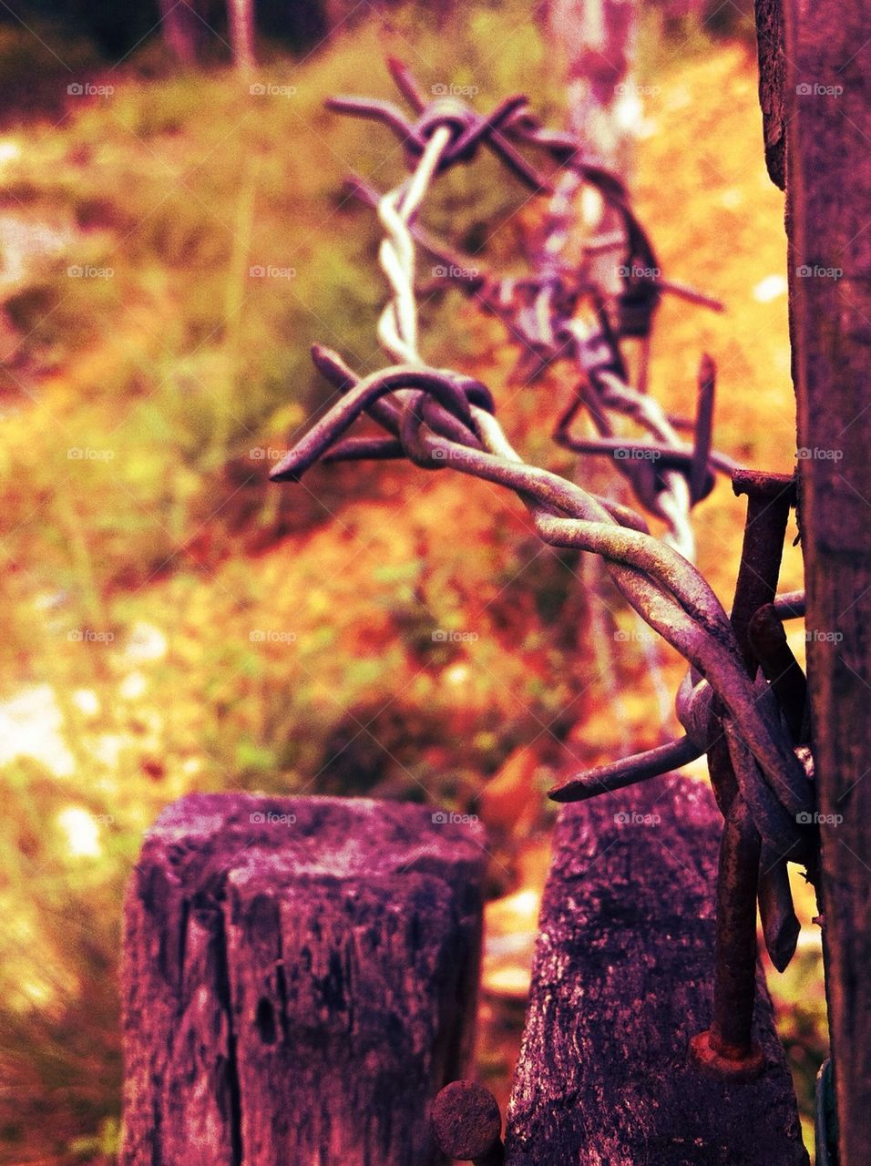 Close-up of barbed wire