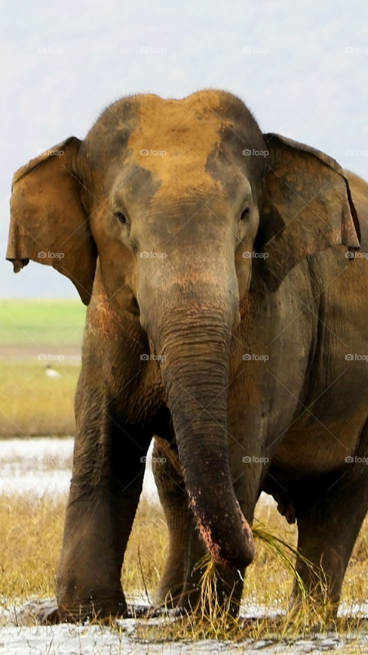 The Big fellow, Wild elephant