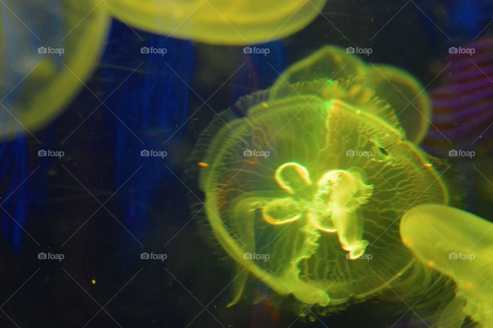 yellow jellyfish