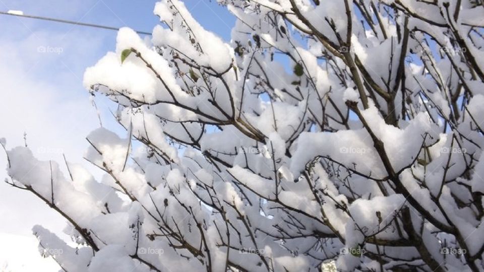 Snowy Branches