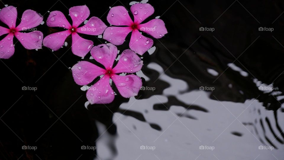 flowers on the water