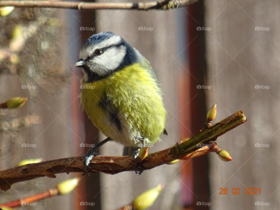 My blue tit