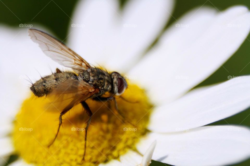 Fly on flower