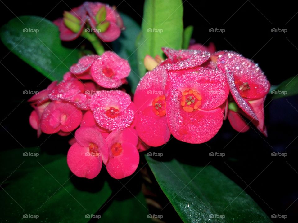 flowers with dews