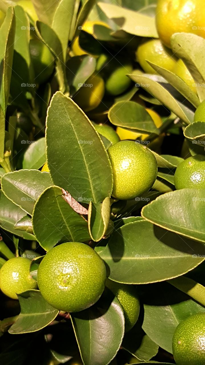 citrus plant