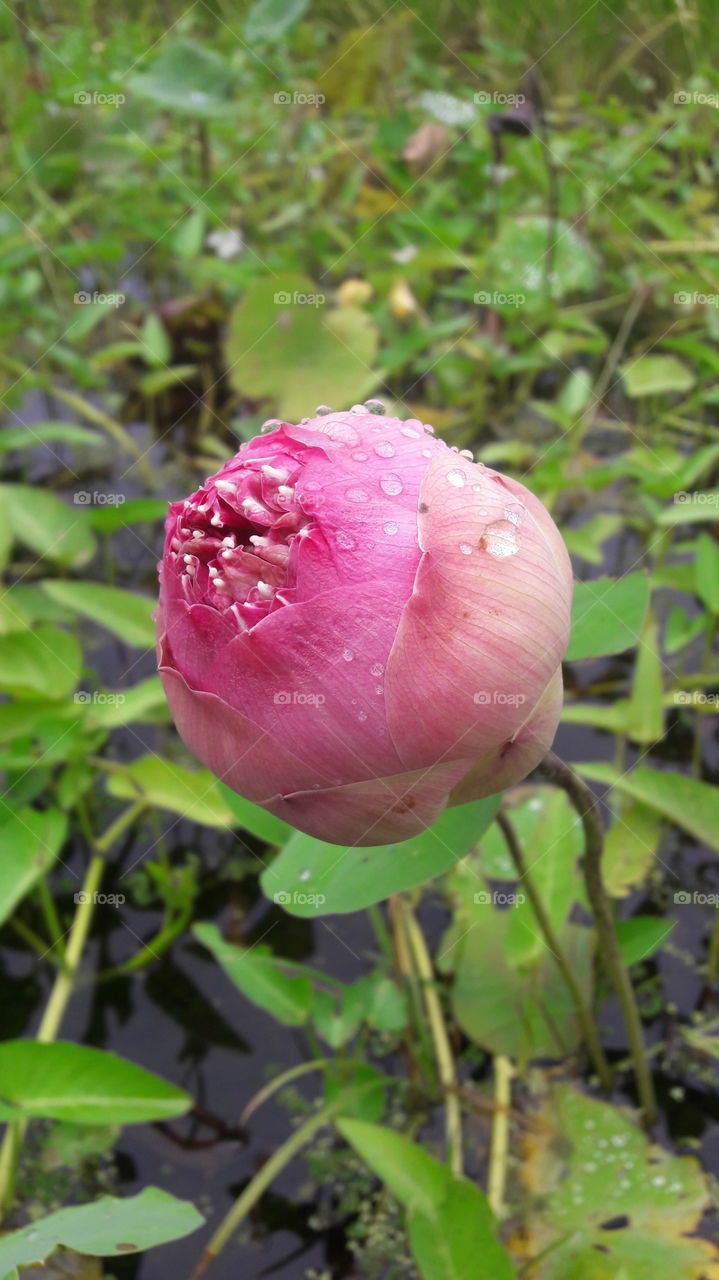 Lotus After rain