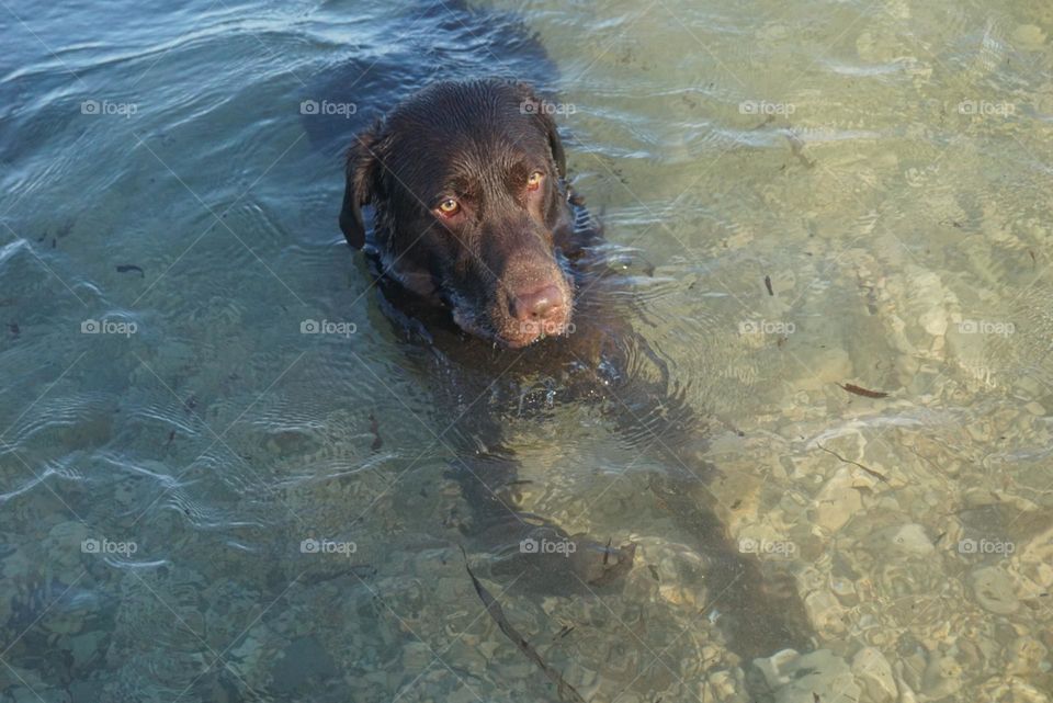 Labrador#dog#canine#sea#relax