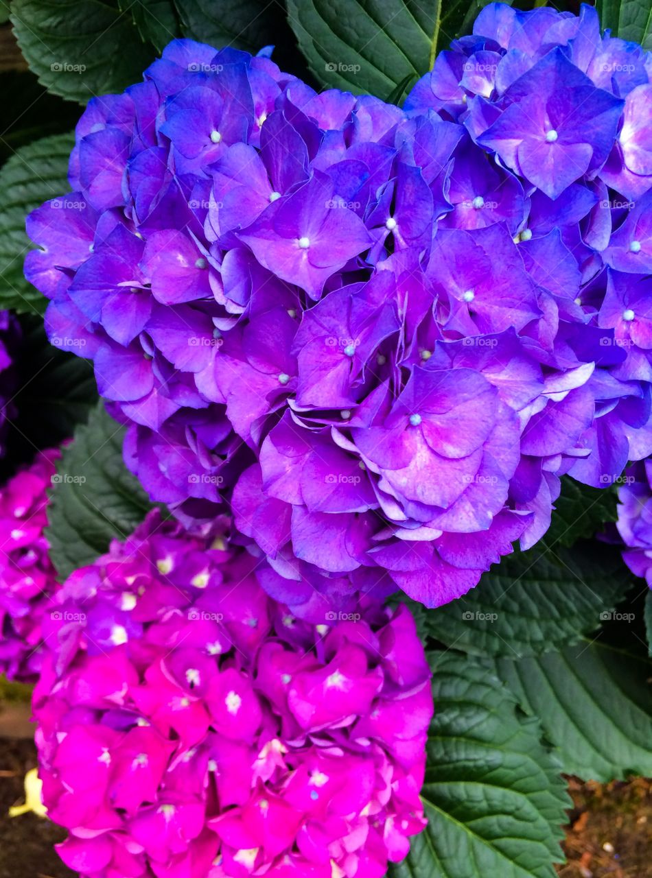 Vibrantly colored hydrangeas close up