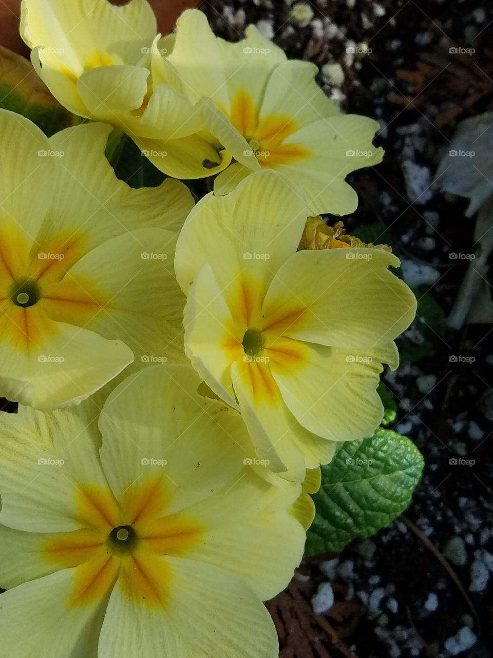 primrose of yellow
