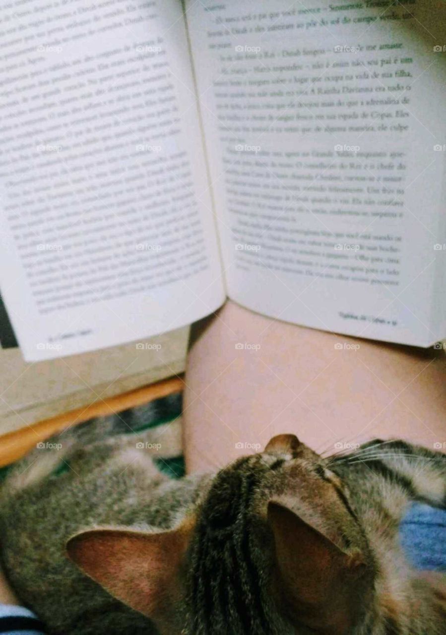 book and cat