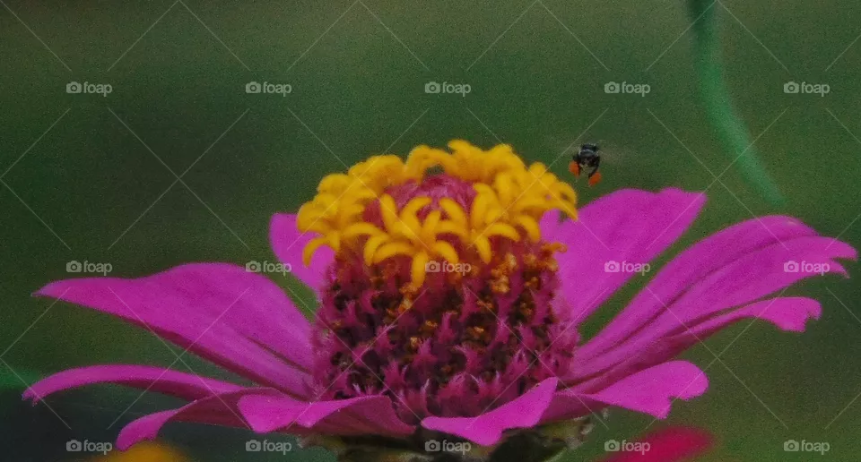 Beetle