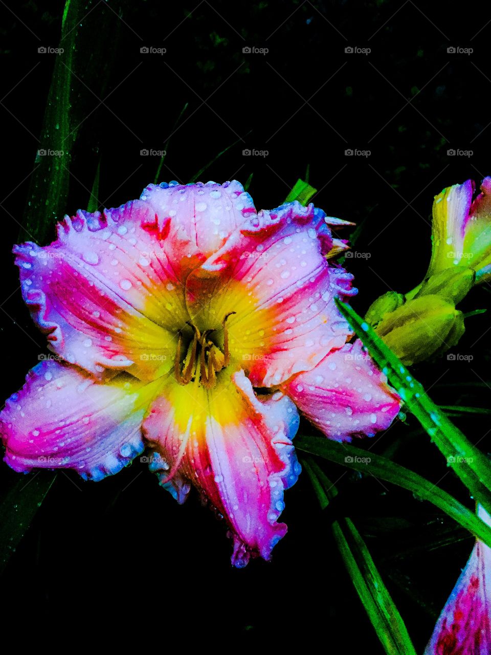 Rainbow lily