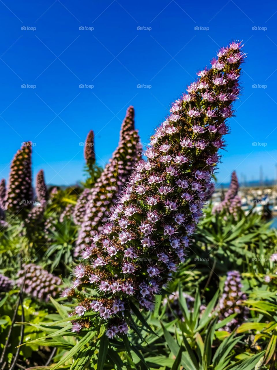 Stunning purple pride of Madeira (echium candicans) blooming in San Francisco California at fort Mason by city yachts with bees and butterflies. Pointing towards the sky , light lavender