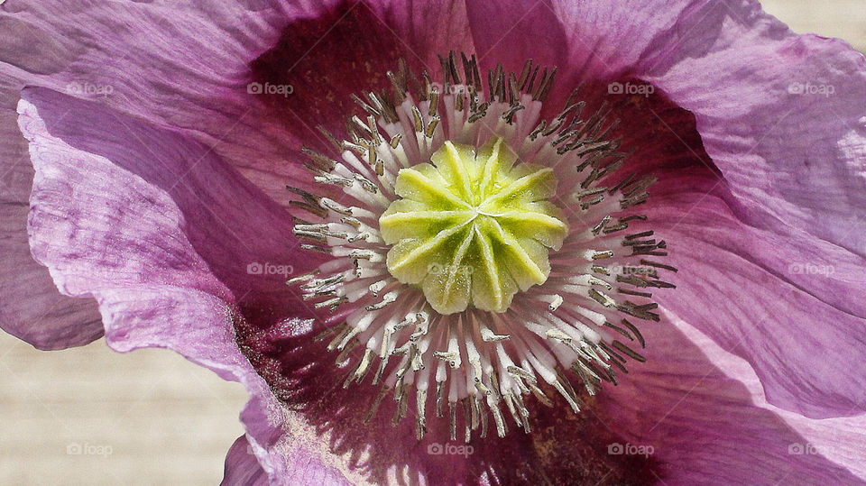 flower almost good enough to eat . . . macro uk by chris7ben