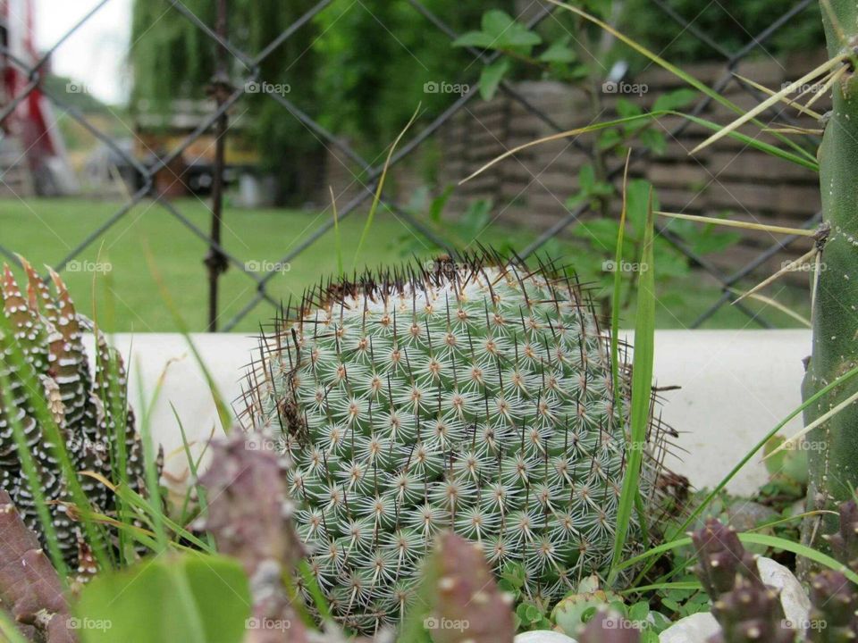 Un cactus