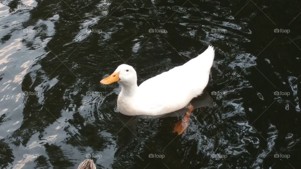 Water, Bird, Duck, No Person, Wildlife