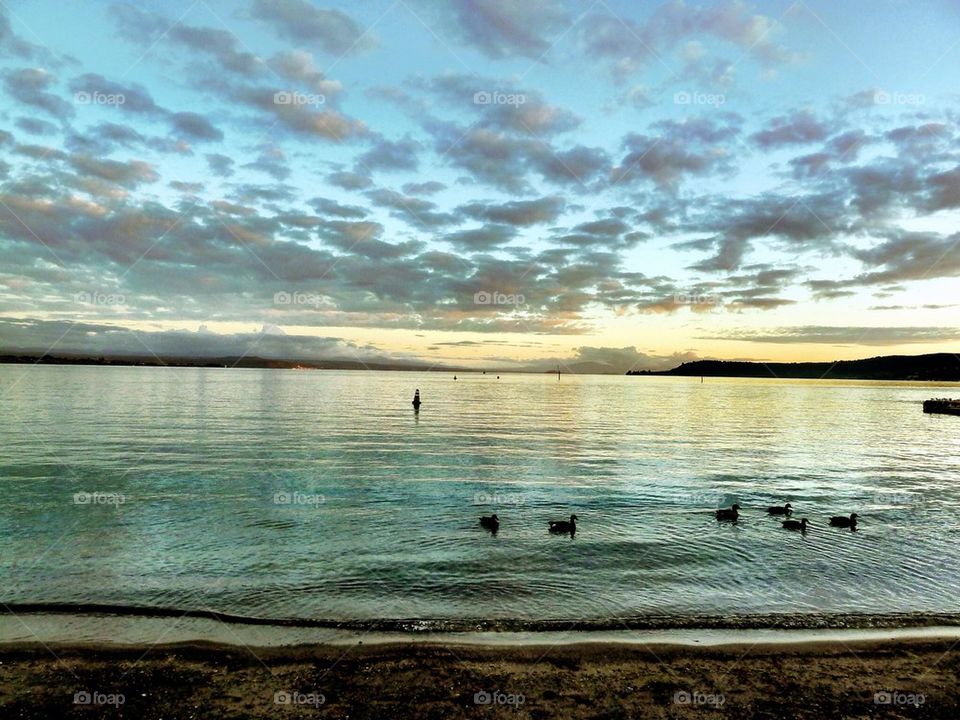 Ducks on Lake Taupo, New Zealand