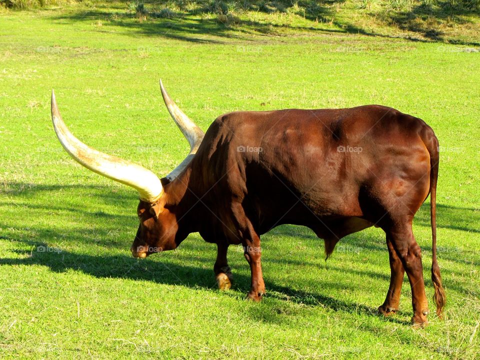 Ox grazing on grass