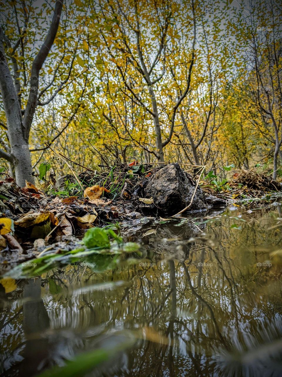 through the lens of water reflection, the fall