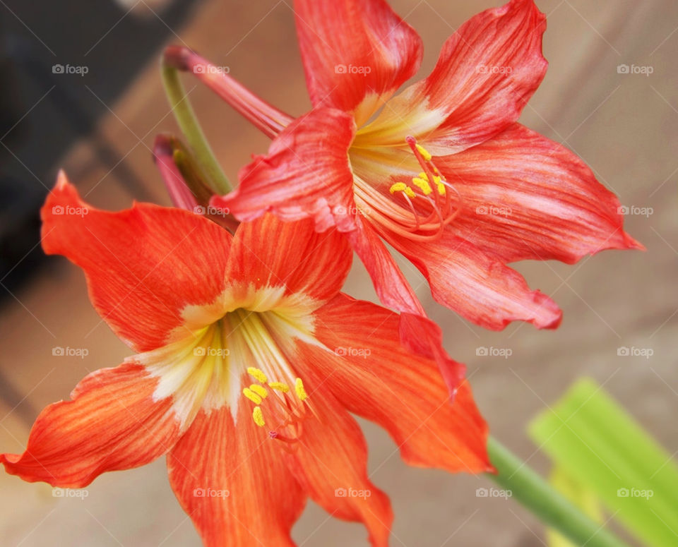 Red Lilies