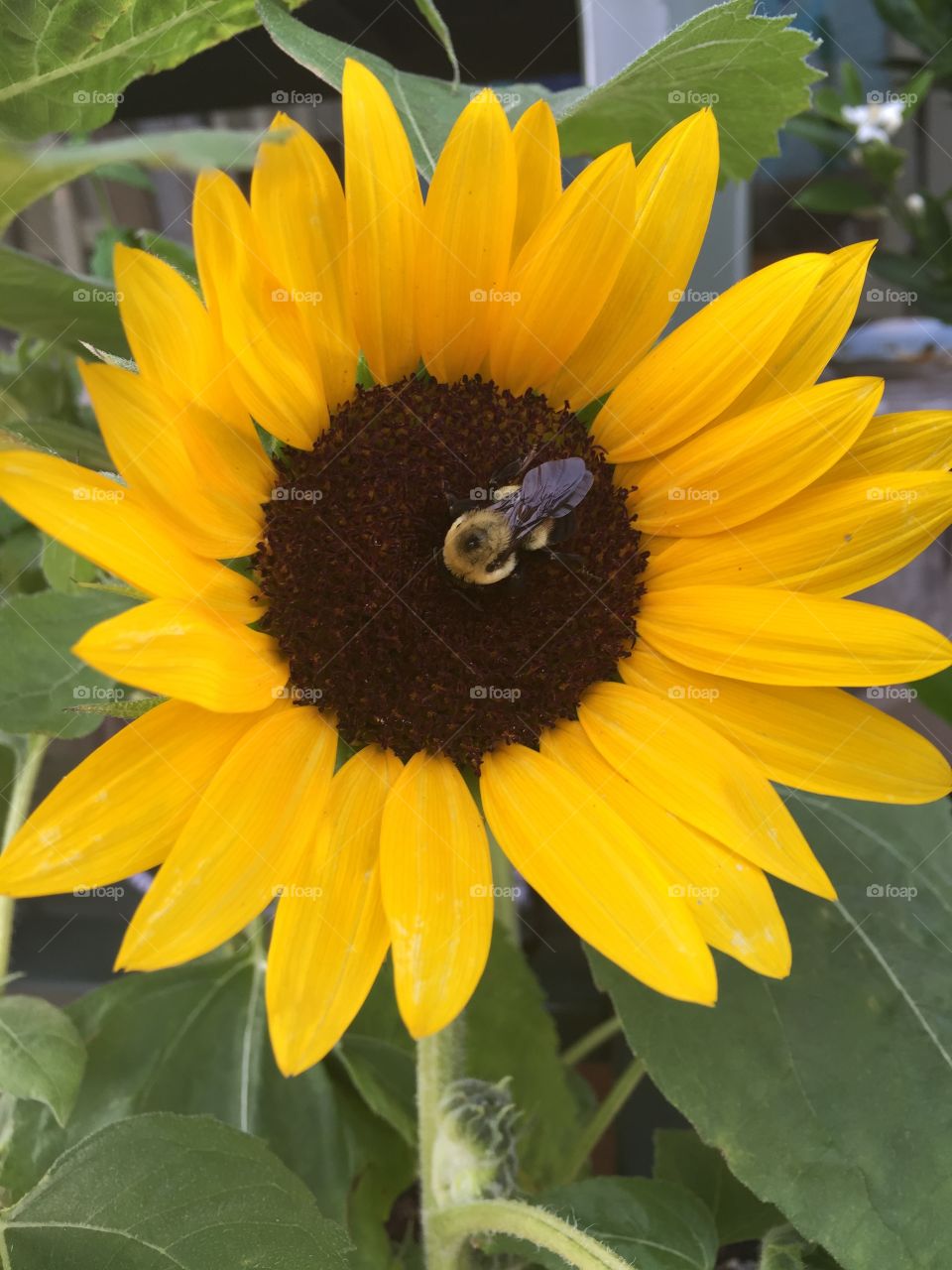 Gardening