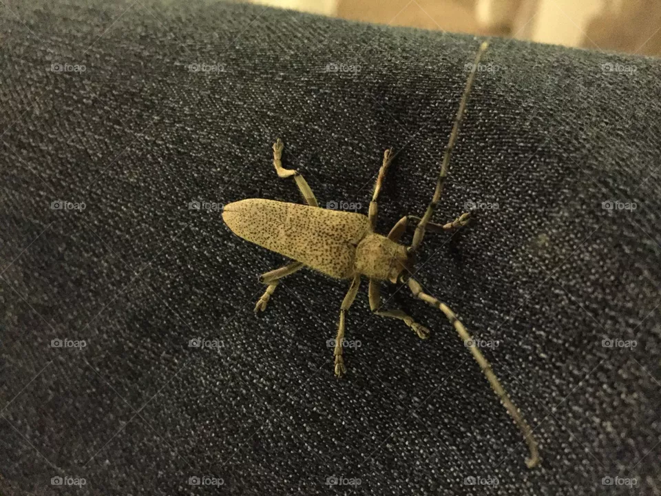 Insect