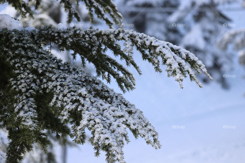 Evergreen tree with fresh snow 