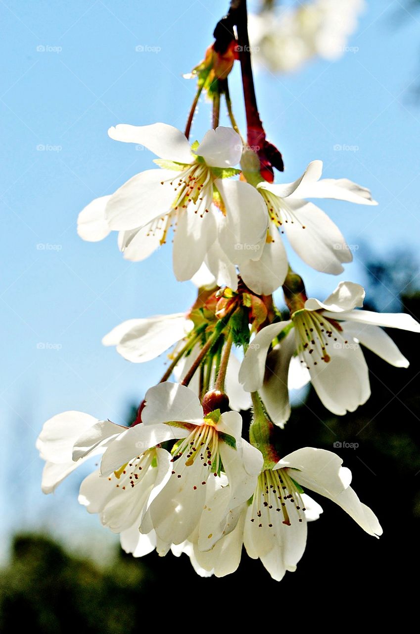 Flowers hanging on branch