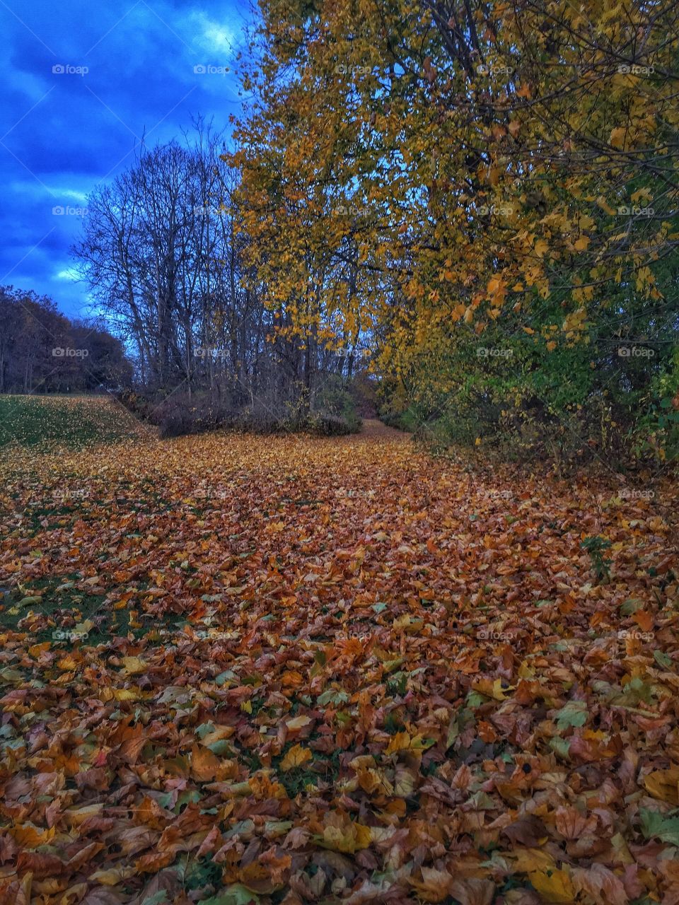 Fall foliage carpets the meadow