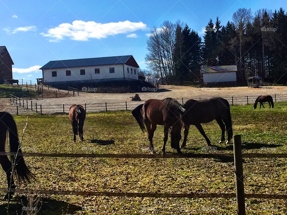 Horse outside 