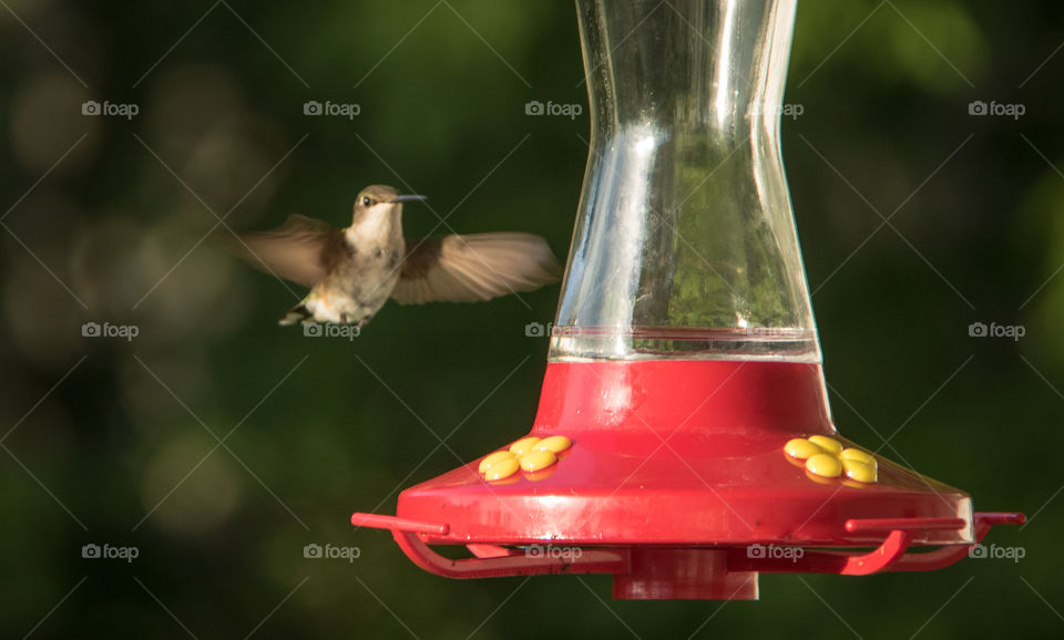 Hummingbird 