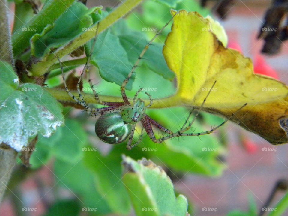 Green lynx spider preparing to lay eggs