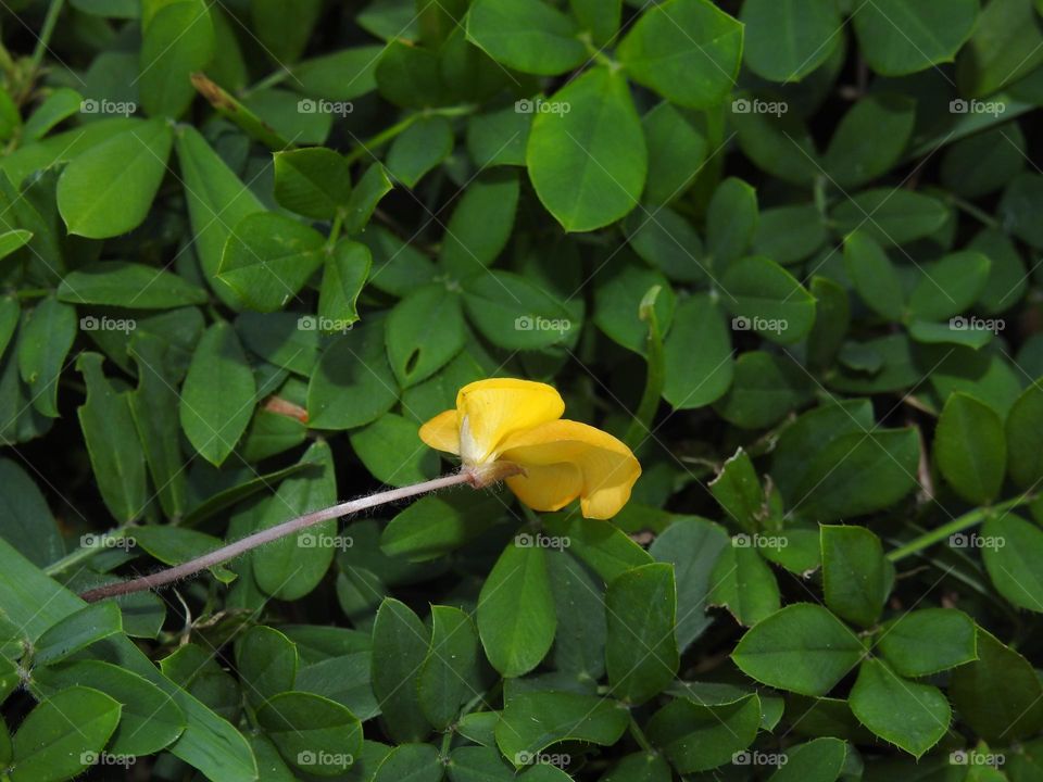 Beautiful yellow Fabaceae Pinto Peanut also called Arachis Pintoi, one flower laying on the top of the leaves with the grass.