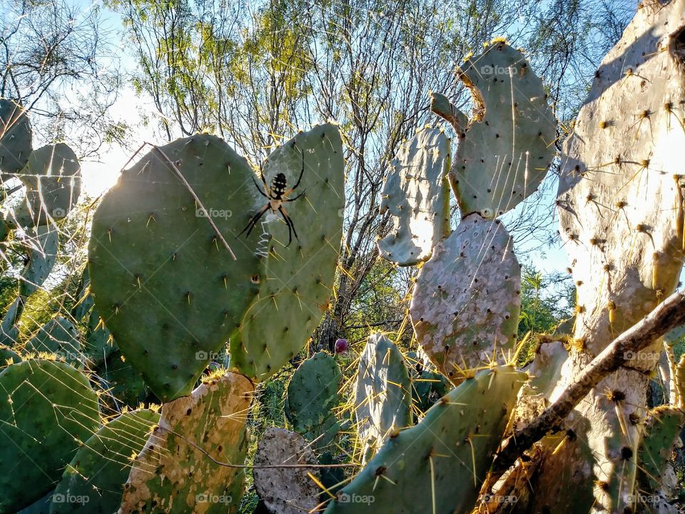 spider in web on cacti