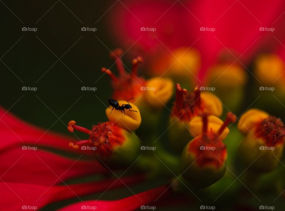 Macro ant in pollen