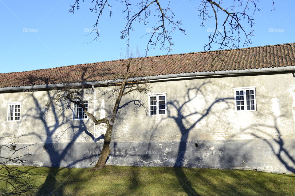 Shadows from the Trees 