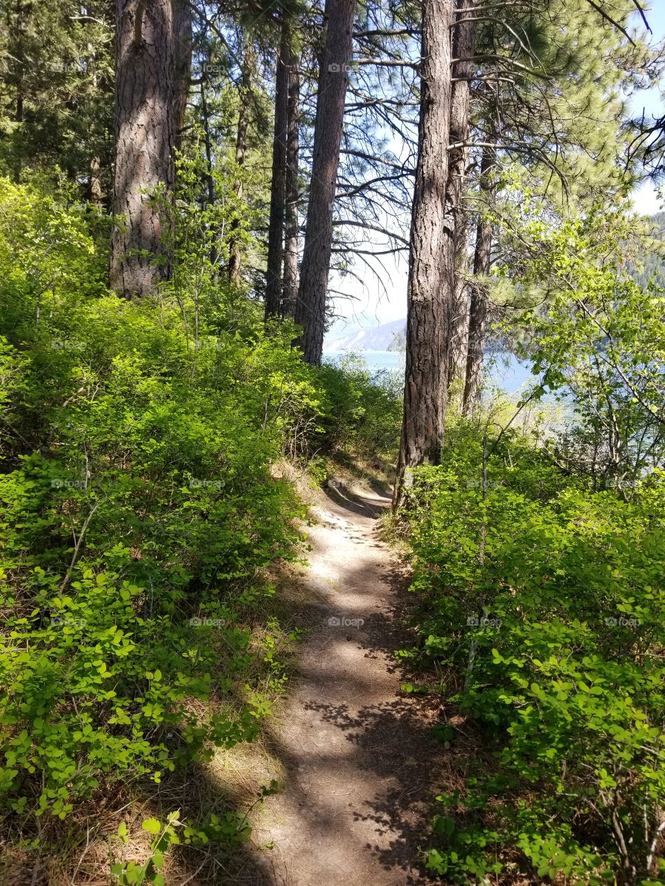 Dirt hiking trail in the woods surrounded by green bushes shaded by trees with a view of lake water with a blue sky on a sunny spring day