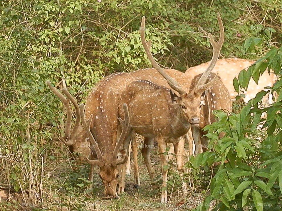 Deer, Wildlife, Nature, Mammal, Grass