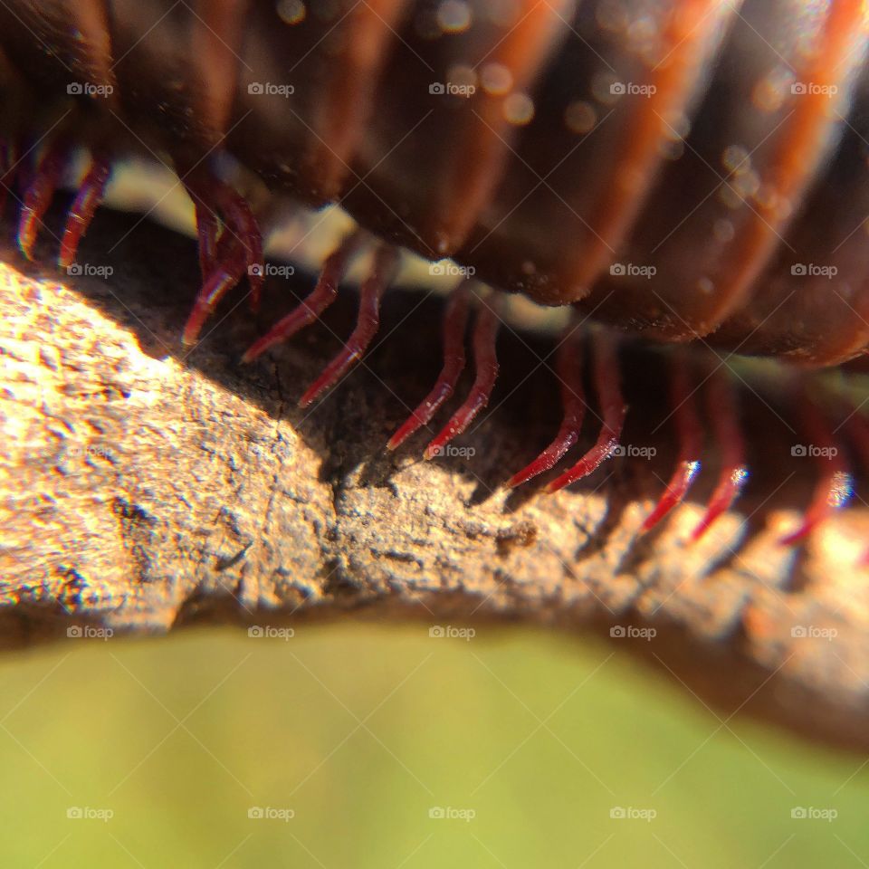 Million legs from a millipede