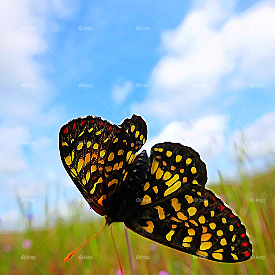 Butterfly Sky 