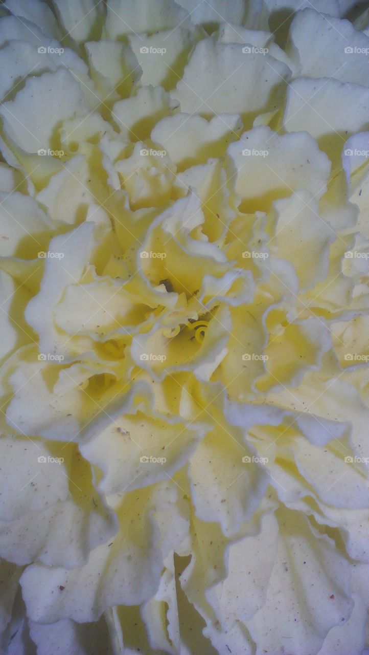 Beautiful white yellowish Marigold flower