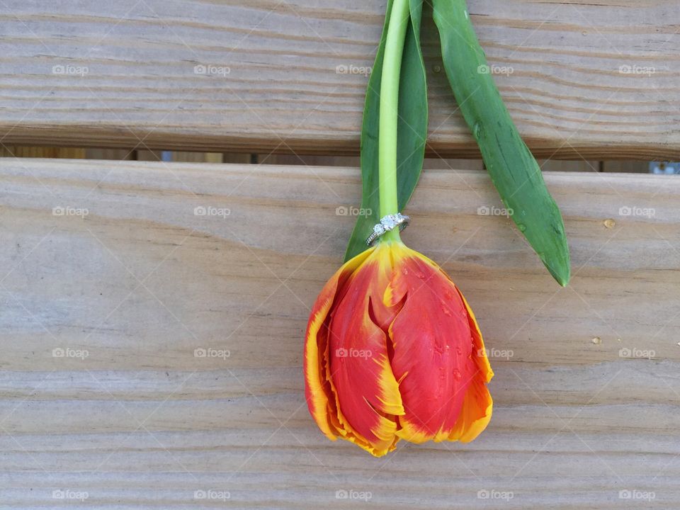 Diamond ring in tulip