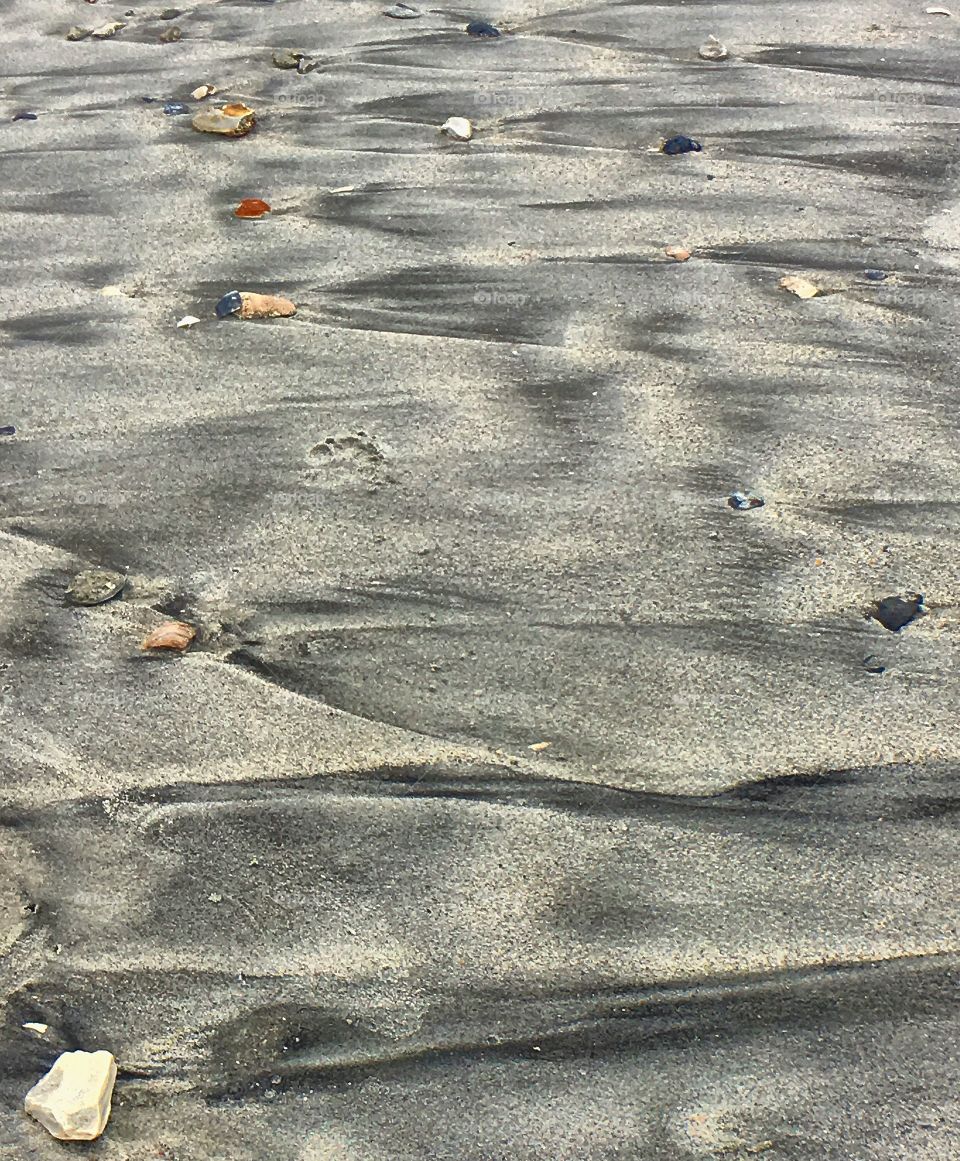 Sand and Sea Shells of Charleston SC