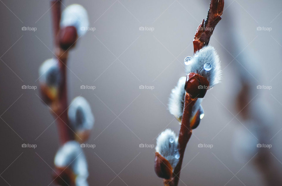 Close-up of willow in rainy season